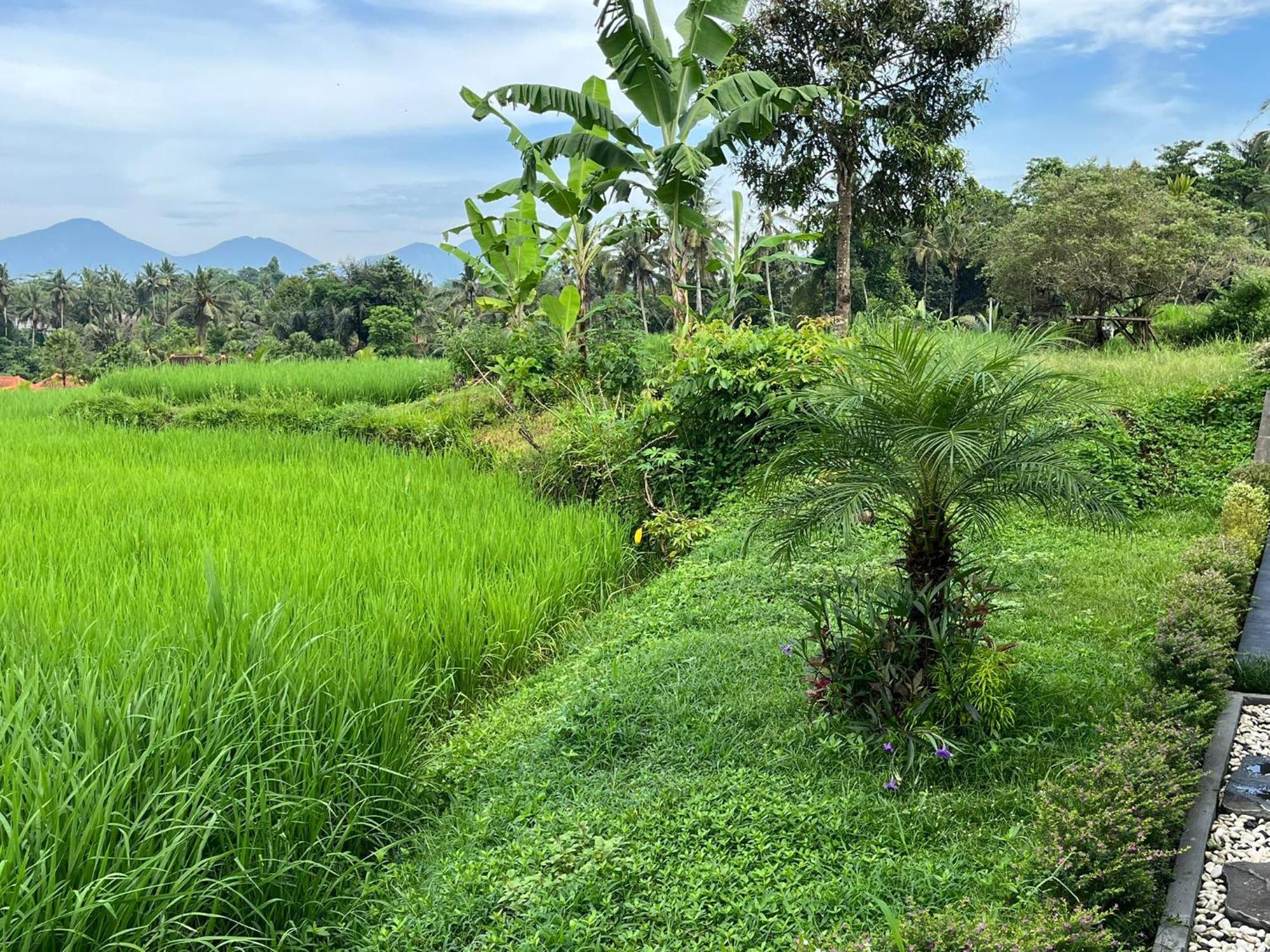 Maple Ridge Ubud Villas Екстер'єр фото