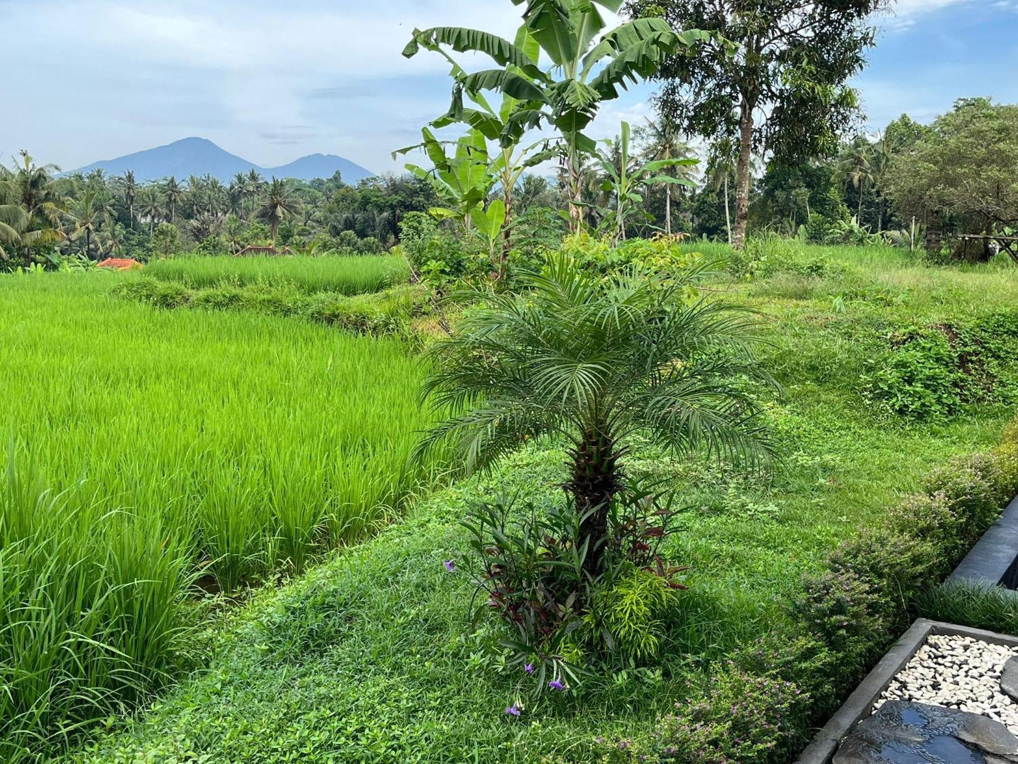 Maple Ridge Ubud Villas Екстер'єр фото